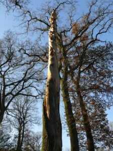 Baum Skulptur Impressionen 11
